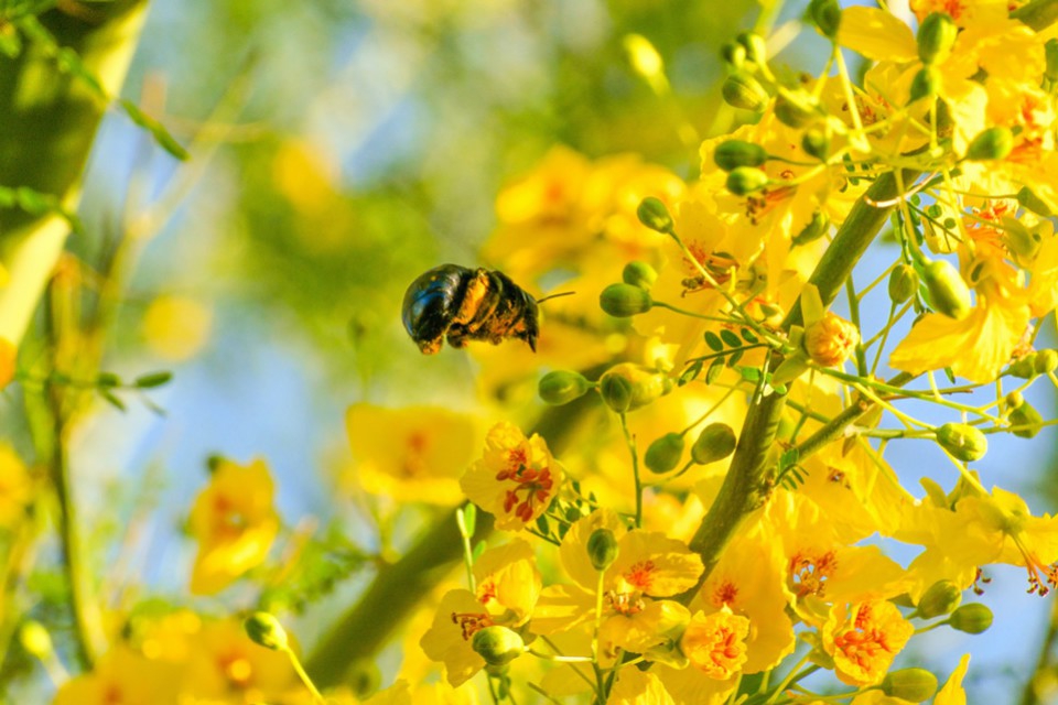 Il est où le printemps, il est où ?