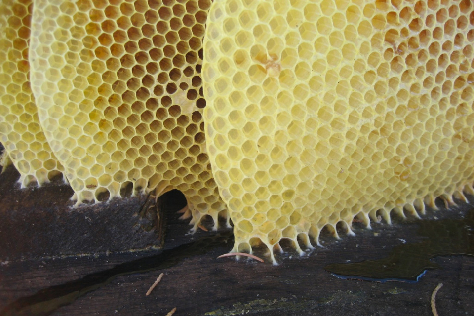 Récupérez la cire de vos abeilles!